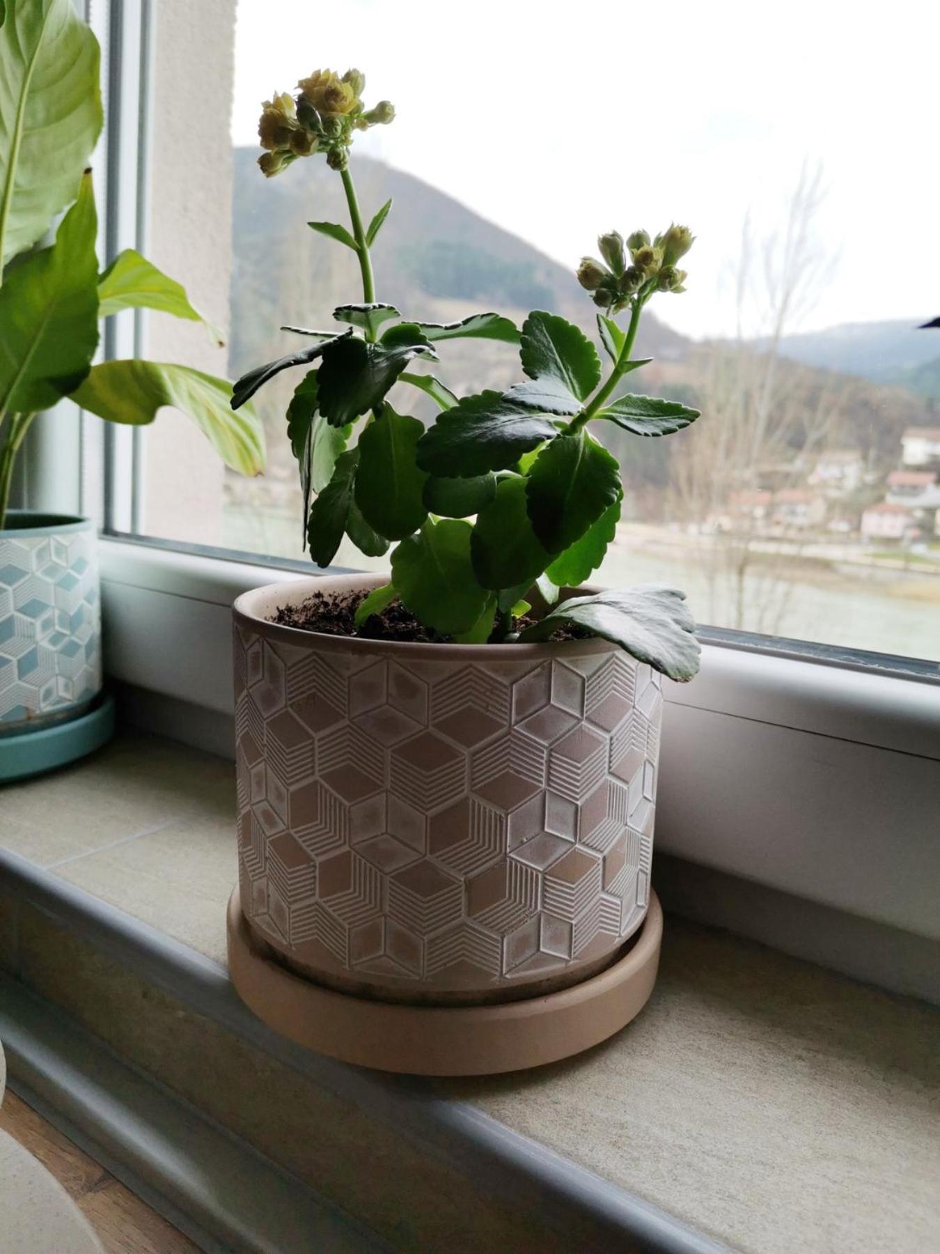 Apartment Mademoiselle Višegrad 客房 照片